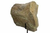 Fossil Sauropod Vertebra Section with Metal Stand - Colorado #331114-1